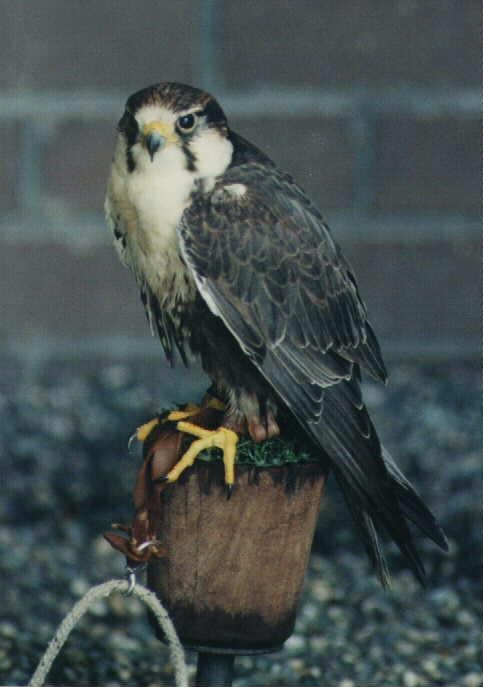 لغـڙ  باز Laggar Falcon  / Falco biarmicus /  